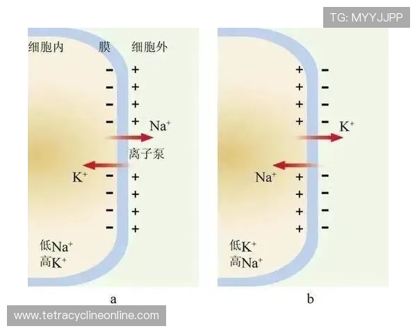 B体育平台的会员制度与付费内容策略详尽解析